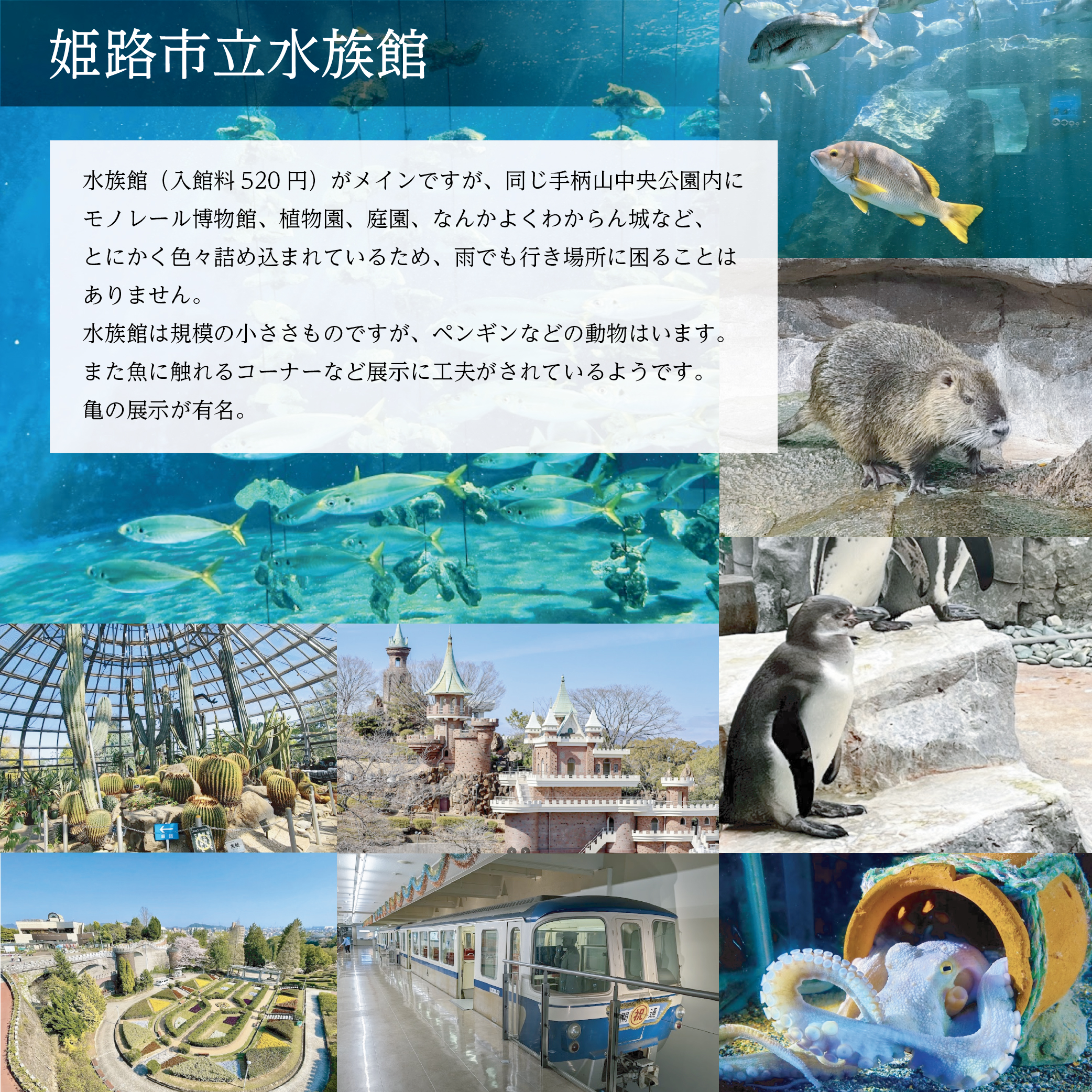 姫路水族館スケッチ会
